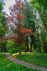 Naklejka premium Duck Bay Autumn Tree 4