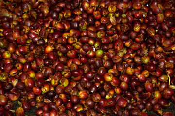 seeds separator machine Coffee plantation detail close up