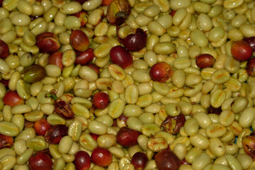 seeds separator machine Coffee plantation detail close up