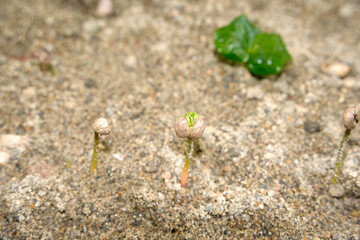 young plants in Coffee plantation detail close up