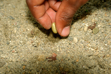 young plants in Coffee plantation detail close up