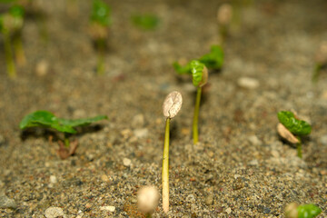 young plants in Coffee plantation detail close up