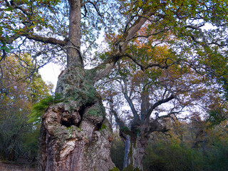 Autumn landscape on the Route of the Ancient Oaks of Okariz and Munain in the Sierra de Entzia mountain range in the province of Álava, Basque Country, Spain, Europe