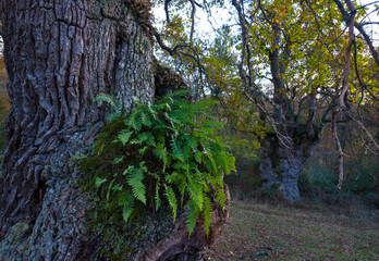 Autumn landscape on the Route of the Ancient Oaks of Okariz and Munain in the Sierra de Entzia mountain range in the province of Álava, Basque Country, Spain, Europe