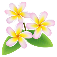 Fototapeta premium PNG Tropical vibrant plumeria flowers illustration