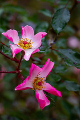 Delicate pink wild rose petals adorned with glistening raindrops against a dark, moody background