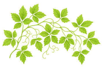 Naklejka premium Virginia creeper green leaves vine botanical clipart transparent background, climbing plant foliage element