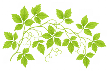 Virginia creeper green leaves vine botanical clipart transparent background, climbing plant foliage element