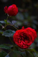 Velvety deep red garden roses captured in soft focus against a dramatically dark, moody background 