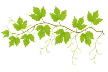 Fresh green grape vine branch with leaves and curly tendrils. Natural botanical design element on a transparent background