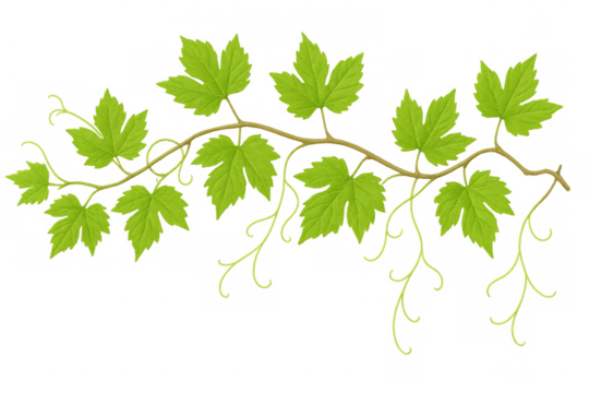 Fresh green grape vine branch with leaves and curly tendrils. Natural botanical design element on a transparent background
