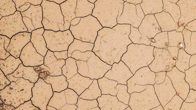 Arid Earth: A close-up view reveals the intricate patterns of cracked earth. The texture tells a story of drought and environmental change.