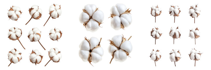 A close-up shot of several cotton bolls arranged in a pattern. Their soft, fluffy texture is highlighted