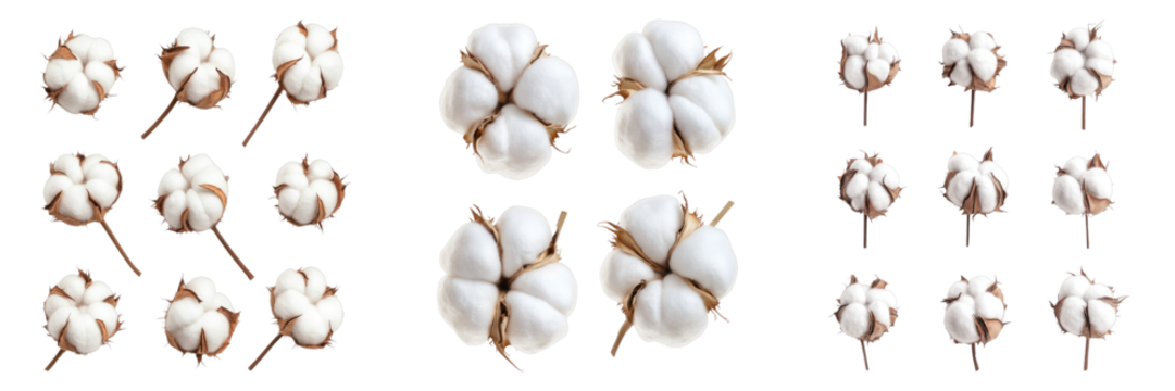 A close-up shot of several cotton bolls arranged in a pattern. Their soft, fluffy texture is highlighted