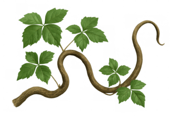 Winding vine with green leaves and tendrils creating a natural border, climbing plant on transparent background