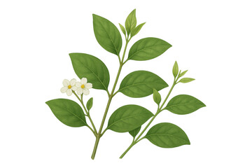 Plant branch showing detailed green leaves, delicate white flowers, and new shoot growth, with a transparent background