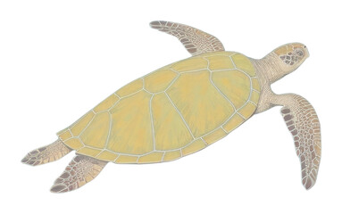 Fototapeta premium PNG Sea turtle reptile animal wildlife.
