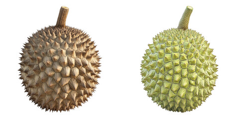 Two durians with spiky exteriors, one golden brown and the other green. They sit against a blank backdrop, ready to be prepared