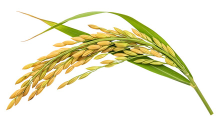 Golden Grain and Lush Greenery Capturing the Beauty of Ripe Rice on a White Background