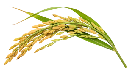 Golden Grain and Lush Greenery Capturing the Beauty of Ripe Rice on a White Background