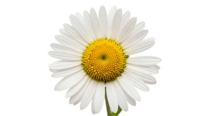 A vibrant close-up of a daisy flower, showcasing its intricate details and natural beauty