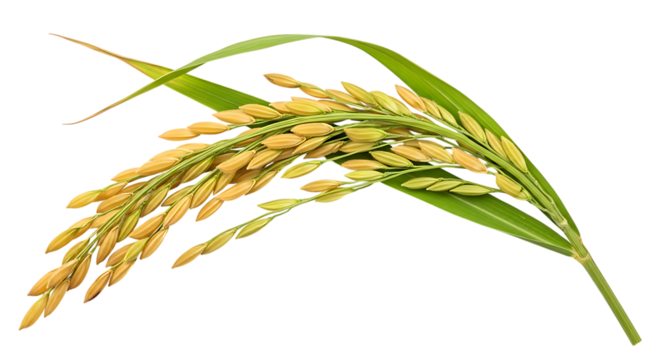 Golden Grain and Lush Greenery Capturing the Beauty of Ripe Rice on a White Background