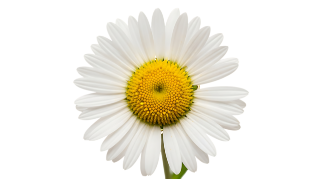 A vibrant close-up of a daisy flower, showcasing its intricate details and natural beauty