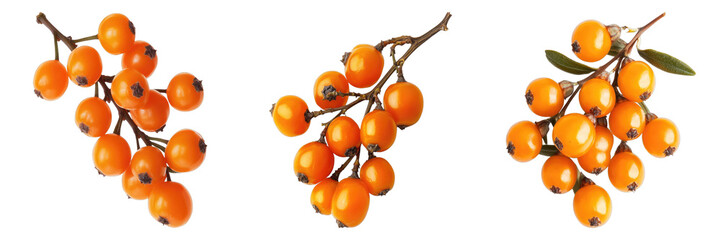 Collection of vibrant orange berries on branches against a minimalist backdrop. These berries appear ripe and fresh, creating a visually appealing arrangement