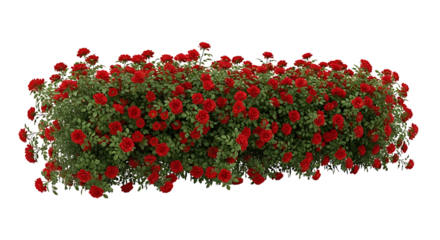Vibrant Red Rose Bush A Detailed Rendering of Lush Flowers and Green Foliage on White