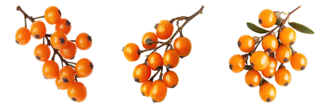 Collection of vibrant orange berries on branches against a minimalist backdrop. These berries appear ripe and fresh, creating a visually appealing arrangement