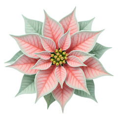 Pink poinsettia flower isolated on transparent background