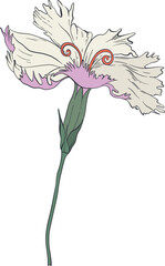 Garden Botanical Illustrations Carnation