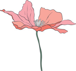 Garden Botanical Illustrations