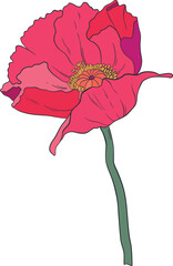 Garden Botanical Illustrations Poppy