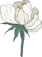 Garden Botanical Illustrations