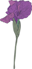 Garden Botanical Illustrations Fleur-de-lis Iris
