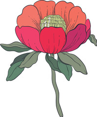 Garden Botanical Illustrations