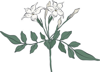 Garden Botanical Illustrations