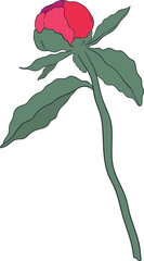 Garden Botanical Illustrations