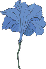 Garden Botanical Illustrations Bindweed