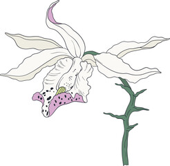 Garden Botanical Illustrations Lily