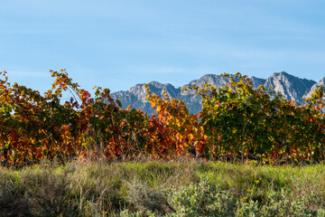 Scenic autumn vineyards near Laguardia in La Rioja, Spain, captured at sunset with vine rows, grape fields and a winery estate blending into warm countryside tones