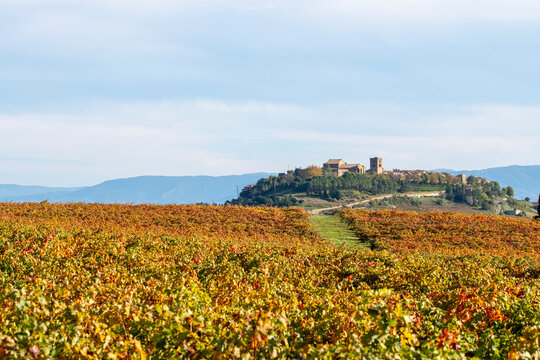 Wide vineyard estate view near Laguardia in La Rioja, Spain, during late autumn harvest showing vine textures, golden light and distant rustic winery in rural hills