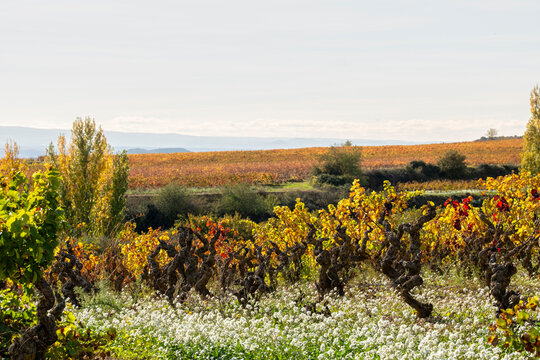 Autumn vineyards and winery near Laguardia in La Rioja, Spain, bathed in evening golden light, showing vine rows across rolling estate hills and scenic countryside atmosphere