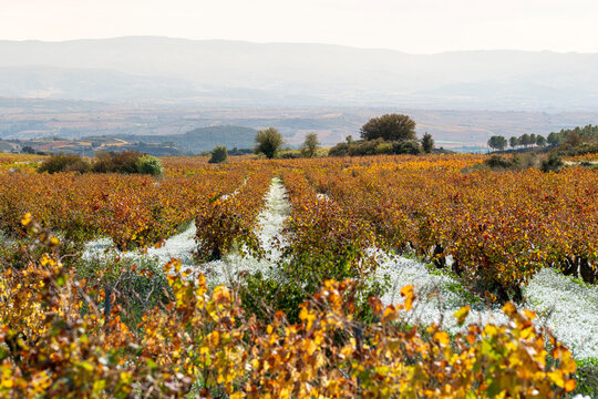 Vineyard rows extending toward Laguardia in La Rioja, Spain, under clear autumn sky, showing ripe grapes ready for harvest and a traditional winery estate in distance