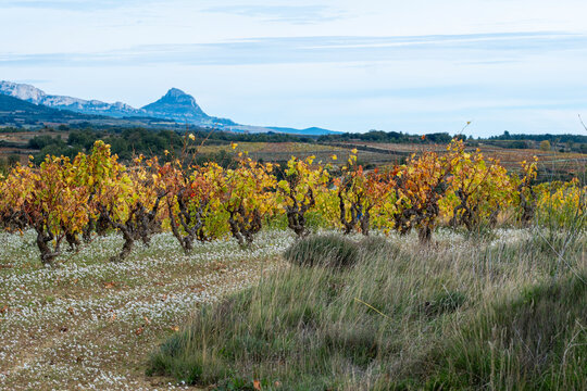 Vineyard estate in La Rioja, Spain, near Laguardia during autumn harvest with vine terraces, grape clusters and gentle sunrise light over rolling countryside hills