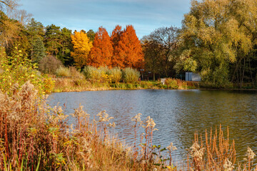 Fall trees landscape in vibrant colors
