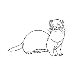 Ferret illustration with simple line art design and playful pose  