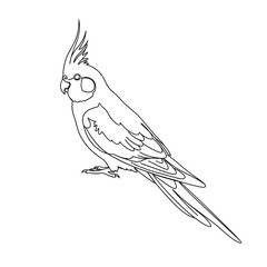 Line art illustration of a cockatiel bird standing gracefully  