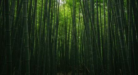 Dense, towering stalks of vibrant green bamboo create a stunning, serene, natural jungle background perfect for meditation or backdrop use ,pattern ,green ,jungle